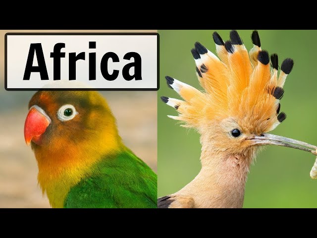 🔴 South Africa - LIVE Bird Feeder and Wildlife Camera