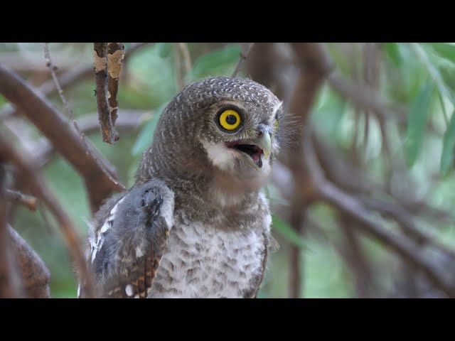 MAGMA WILDLIFE | BIRDS