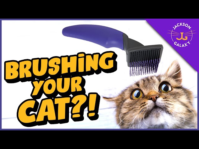 Top TIPS for Brushing Your Cat (even if they hate it)