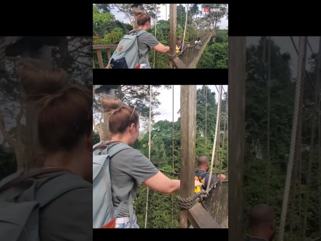 The canopy walk #travel #tourism #tourist #africa #adventure #gakem #adventuretravel #ghanatravel