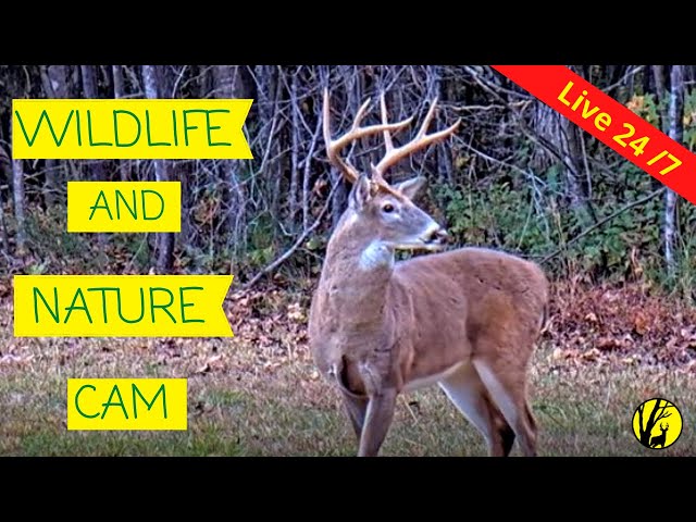 Live Deer, Bird & Wildlife Cam