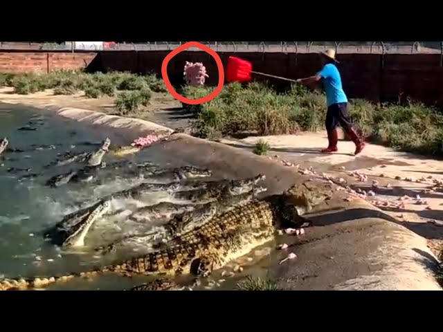 Crocodile Eating Meat | Crocodile Video In Water | Crocodile Video