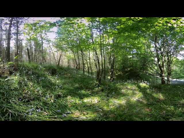 Bluebell Forest Scotland - 360 Video [Royalty Free Stock Footage] $350 [4K VR Stereoscopic 3D]