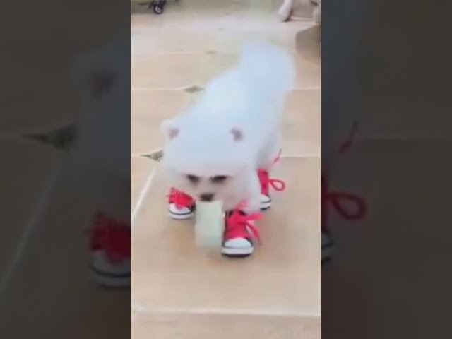 Funny Dog Video