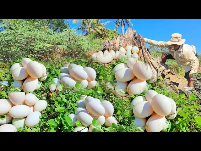 BEST Video unique- An old farmer picks a lot of duck eggs and tree stumps in a stream.