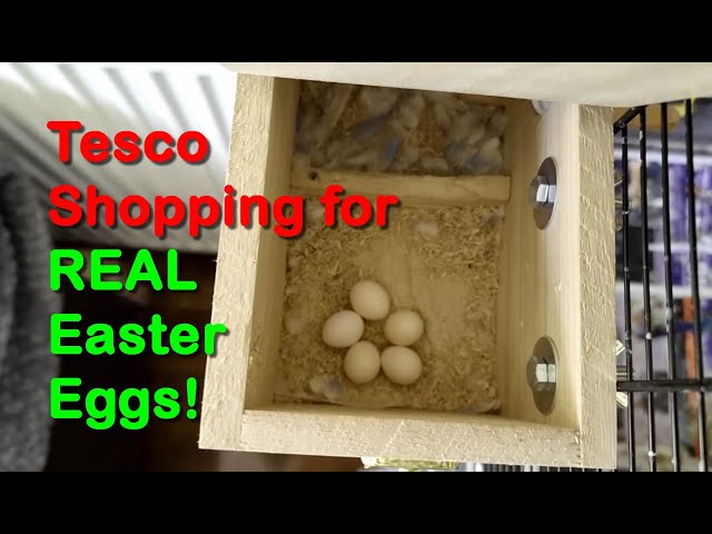 TESCO Easter Shop for REAL Budgie Easter Eggs!