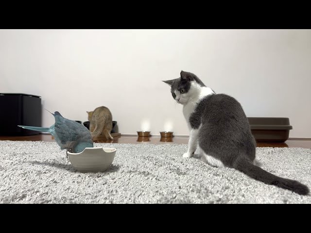 Japanese cat , parrot video