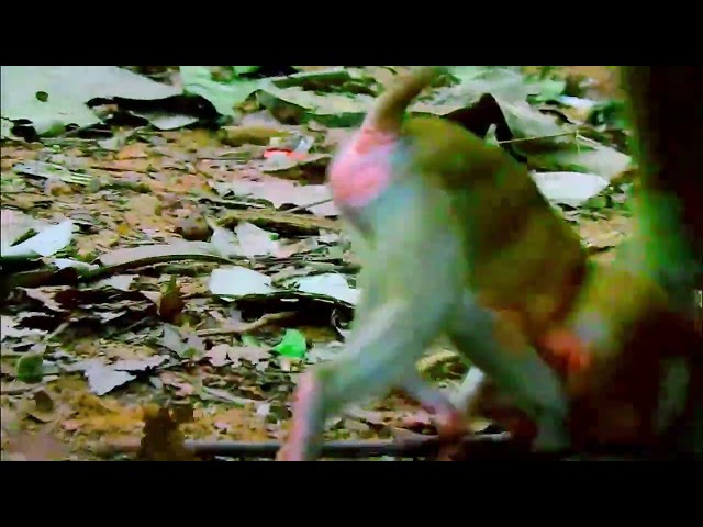 monkey funny video, bibi is very hospitable, cute baby monkey, monkey funny video