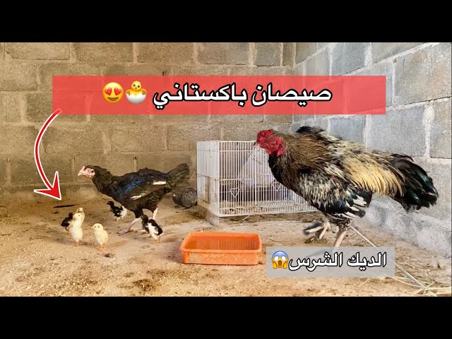 انتاج الدجاج الباكستاني 🐣🔥 نقلت الدجاج والديك هجم علي 😱😂