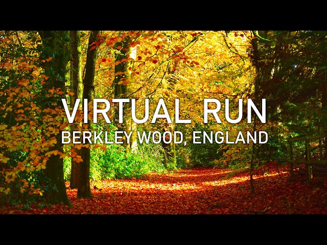 Virtual Run | Berkley and Black Dog Woods in Autumn | Treadmill Running Scenery