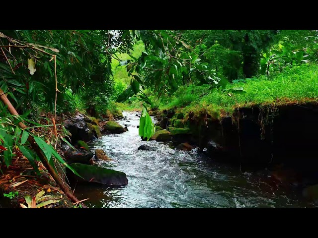 River Stream Sound for Studying and Focus | Babbling Brook & River Flow