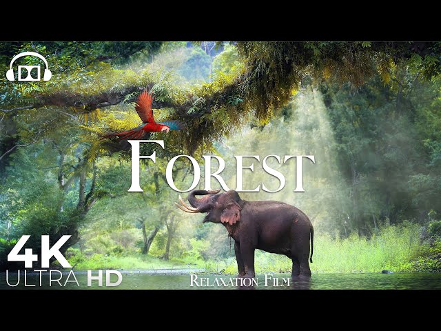 Forest 4K 🐘 Rainforest Relaxation Film - Peaceful Relaxing Music - Nature 4k Video UltraHD