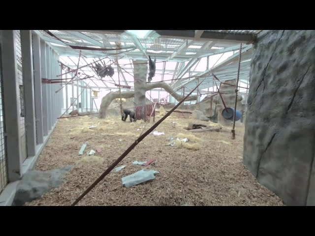 Cholchester Zoo Monkeys 180 VR 3D