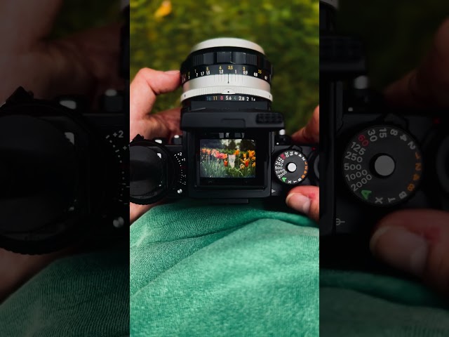 Some Nikon F3 asmr! #filmcamera #photography #nikon #nikonf3 #filmphotography #film #35mmfilm