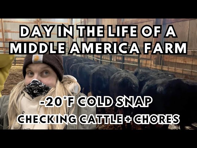 -20°F Livestock Farming | ya gotta be tough 🥶