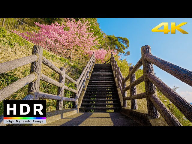 4K HDR // Morning Beach & Sakura Walk - Kawazu, Japan