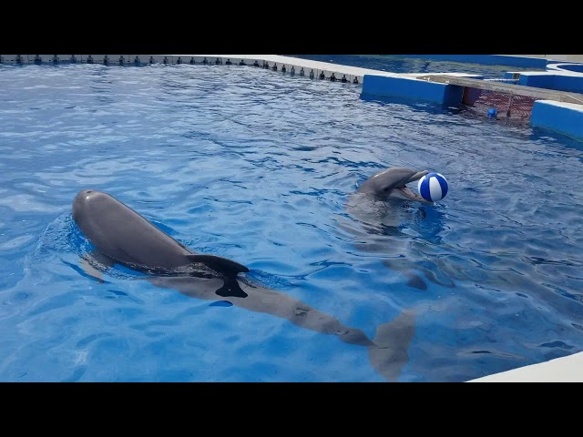 Marineland Dolphins playing