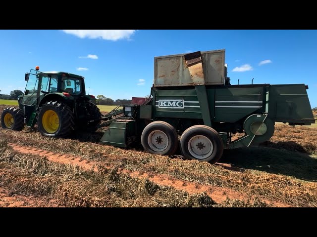 Picking peanuts