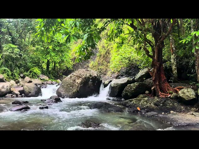 relaxation with the sound of river water and birds chirping #asmr