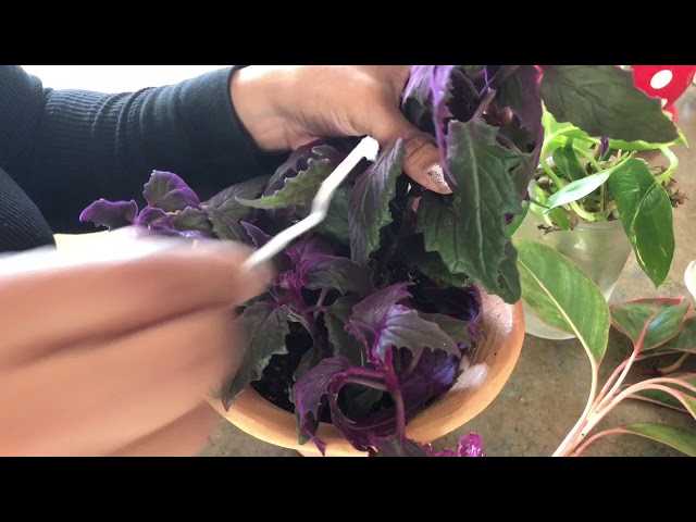 Purple Velvet Vine Plant