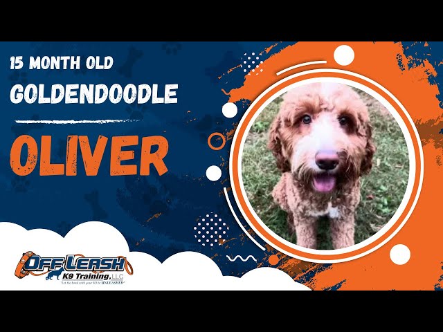 Oliver | 15 Month Old Goldendoodle | 1 Week Board & Train | Off Leash K9 Training, Georgia