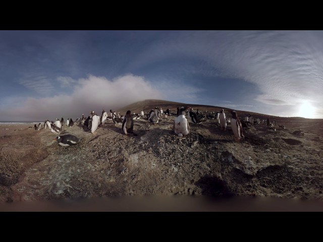 Walk with Penguins in immersive 3D experience