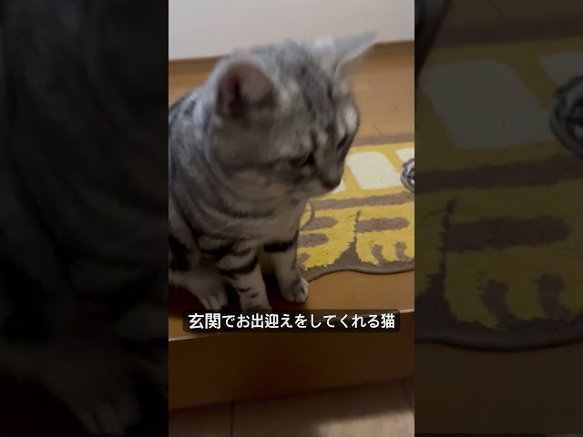 玄関でお出迎えをしてくれる猫。#アメショ#アメリカンショートヘア#猫のいる暮らし#猫のいる生活#cat#cats