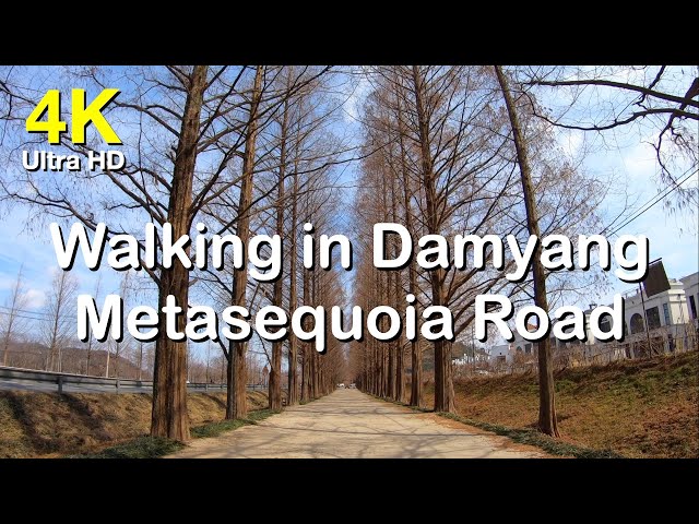 4k 담양 메타세세콰이어 랜드 숲길 산책 | 고화질 산책 영상 소스 | Walking in Damyang Metasequoia Road