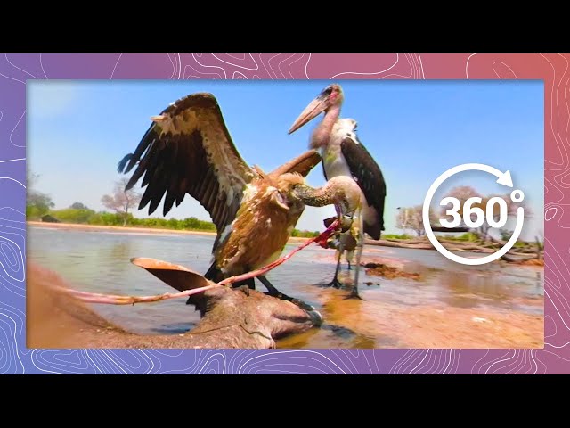 African Birds of Prey Scavenge Dead Kudu | Wildlife in 360 VR Time-lapse