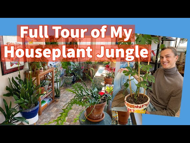 Complete Tour of My Houseplants with Tips & Suggestions (subtítulos en español)