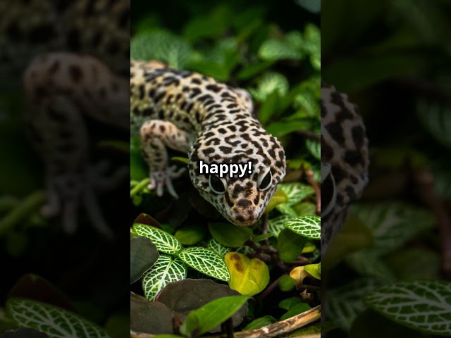 Leopard Geckos The Coolest Reptile!!! #animals #wildlife #nature #top10 #facts #reptiles