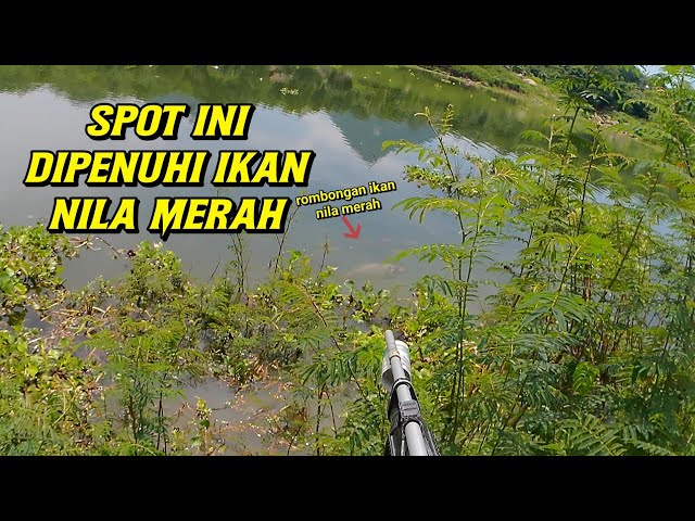 SPOT INI DI PENUHI IKAN NILA MERAH DAN PUTIH !!!