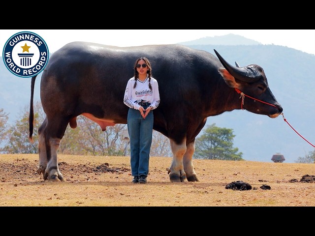 King Kong: Tallest Water Buffalo - Guinness World Records