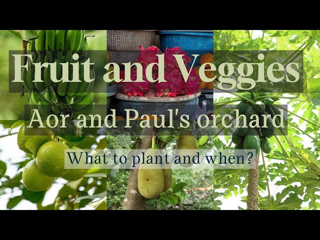 Aor & Paul's veggie and fruit garden thoughts