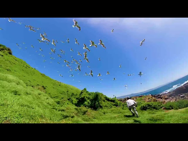 Sky Pirates: pathogen infection of chicks on Big Island