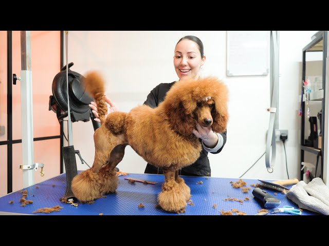 Day in the Life of a Dog Groomer: Episode 4