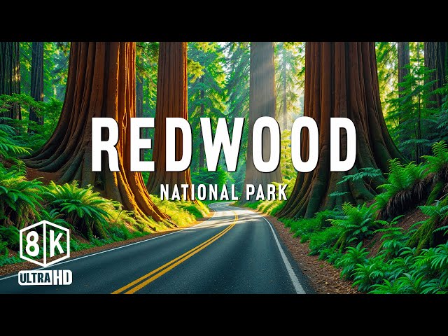 Redwood National Park 8K UHD – Fly Through The Green Giants With Soothing Piano Music