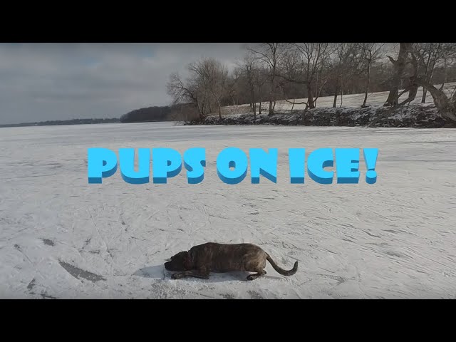 Pups on Ice! | Lake Monona | Madison, WI | VR180