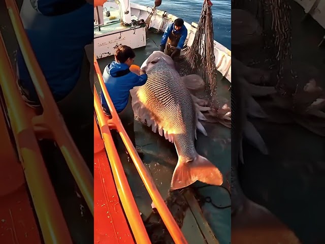 Giant Sea Monsters Caught by Fishermen! 🐙🎣#GiantSeaCreatures #FishingDiscoveries #OceanMysteries