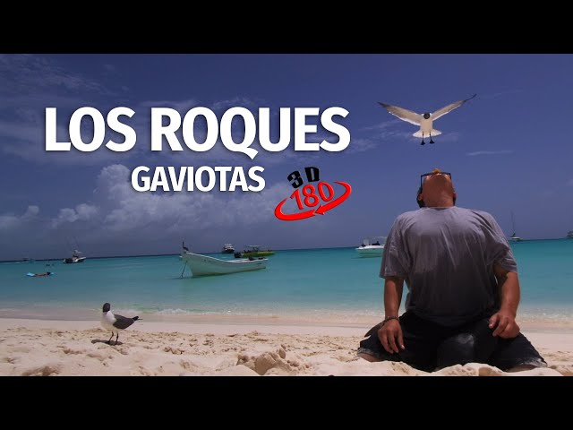 Gaviotas me muerden el labio en Los Roques, Venezuela en 3D VR180°