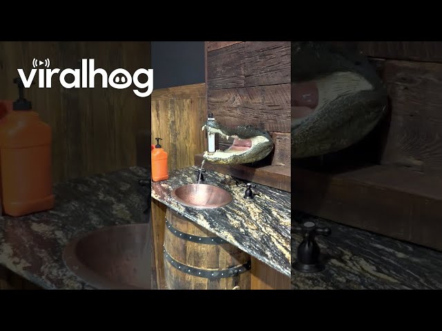 Gator Head Sink Found In Louisiana Restaurant || ViralHog