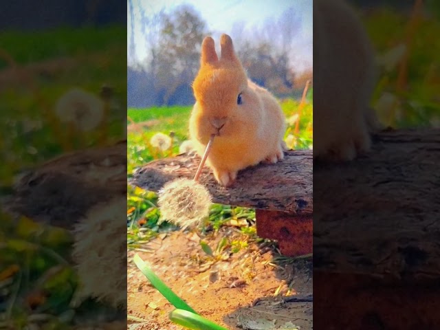 189. Baby rabbits are eating grass  #rabbitt #cute #animals #pets #reels #shorts #eating #babyrabbit