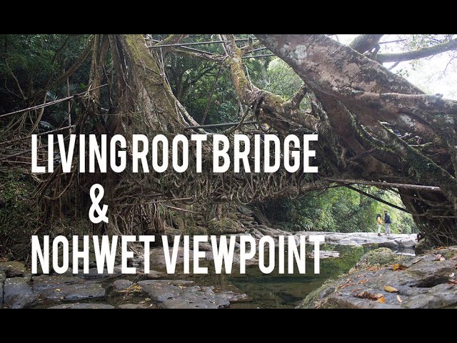 Living Root Bridge | Nohwet Viewpoint | Riwai Village | Meghalaya