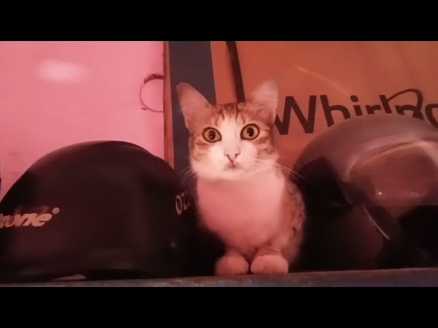 cat 😺 video #just #love cute cat 😺