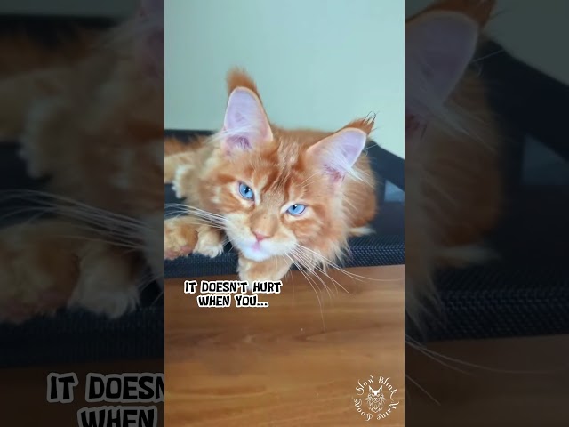 👅 Did You Try It? | Maine Coon Cat #cute #joke #funny