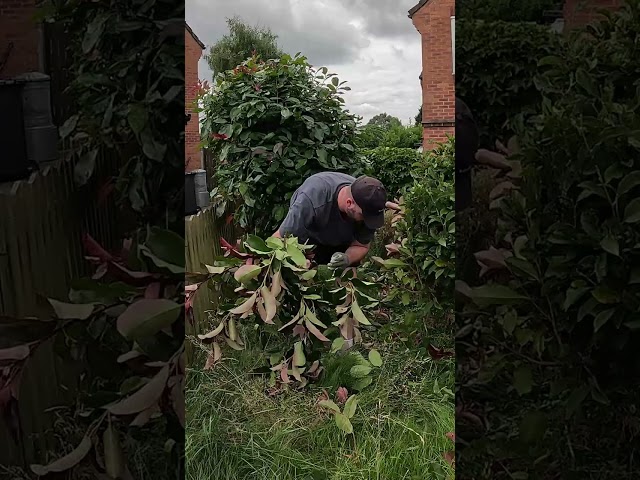 Taming a WILD garden #gardenproject