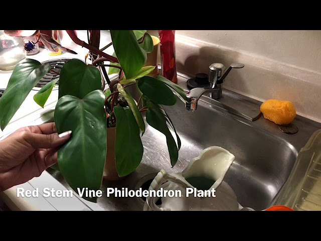 Cycle Of The Philodendron Update