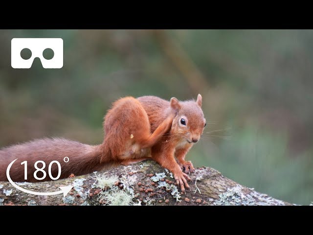 Meet The Adorable Red Squirrels of Scotland | VR 180 | BBC Earth