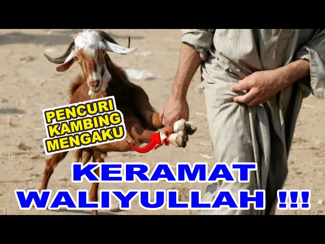 Kisah Kiai Idris Kamali Tebu Ireng Membuat Pencuri Kambing Mengaku ‼️