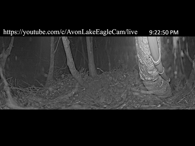 Avon Lake Eagle Cam 1 - 360 Degree